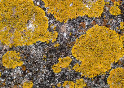 waking - lichen